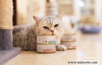 Consejos de expertos sobre gatos con problemas gastrointestinales