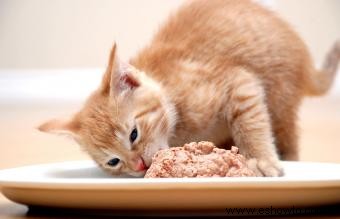 Consejos de expertos sobre gatos con problemas gastrointestinales