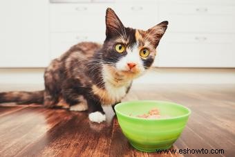 Consejos de expertos para tratar las alergias alimentarias en gatos