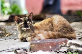 Consejos de expertos sobre las enfermedades de los gatos callejeros