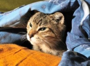 Acné Felino en Gatos: Causas, Síntomas y Tratamientos Efectivos Recomendados por Veterinarios