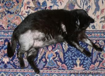 Alopecia endocrina felina