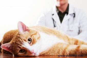 Síndrome vestibular geriátrico felino