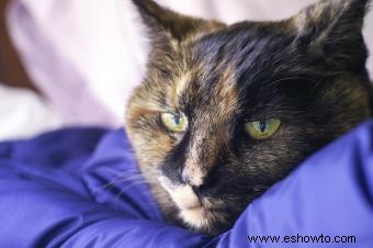 Síndrome vestibular geriátrico felino