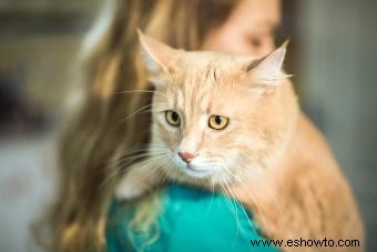 Síntomas, tratamiento y prevención del gusano del corazón felino