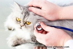 Prevención y tratamiento de la leucemia felina