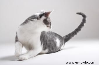 Síndrome de hiperestesia felina Síntomas y tratamiento