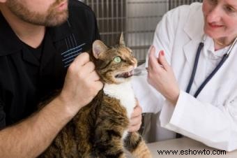 Síntomas, causas y tratamientos de la pancreatitis felina
