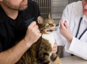 Pancreatitis felina: síntomas, causas y tratamientos efectivos