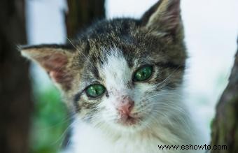 Remedios caseros para el resfriado de los gatos