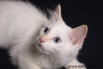 ¿Cuánto tiempo puede vivir un gato con leucemia felina?