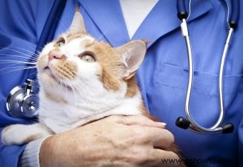 ¿Cuánto tiempo puede vivir un gato con leucemia felina?