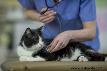 ¿Con qué frecuencia lleva un gato al veterinario? Edad y otros factores