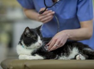 ¿Con qué frecuencia lleva un gato al veterinario? Edad y otros factores