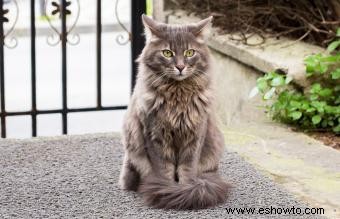 Cómo determinar un peso saludable para gatos