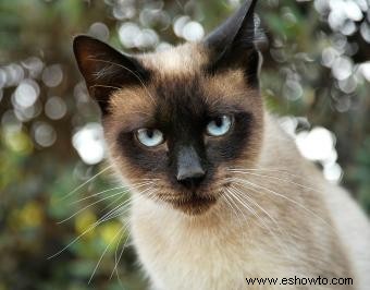 Cómo determinar un peso saludable para gatos