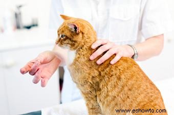 Cómo darle una pastilla a un gato