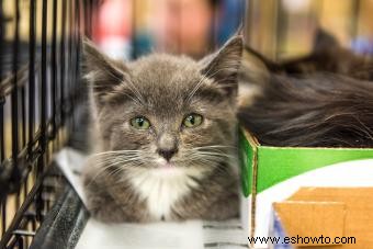 Cómo ayudar a un gato con un conducto lagrimal bloqueado