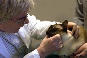Cómo elegir un buen veterinario para tu gato