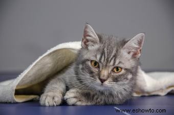 ¿Es seguro dar antibióticos a los gatos para humanos?