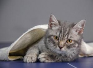¿Es seguro dar antibióticos a los gatos para humanos?