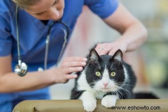 Cálculos renales en gatos y cómo ayudar