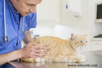 Aspectos negativos de quitarle las garras a un gato