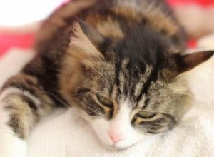 Aceite de oliva para el estreñimiento en gatos: Guía segura y efectiva según expertos veterinarios