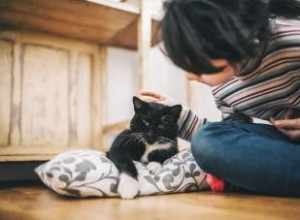 Alivio del dolor para gatos:12 remedios (desde medicamentos hasta holísticos)