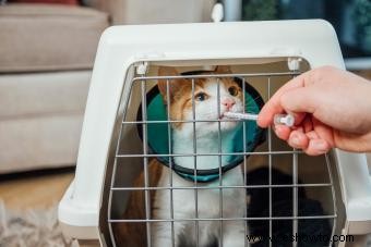 Alivio del dolor para gatos:12 remedios (desde medicamentos hasta holísticos)
