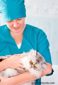 Procedimientos para esterilizar gatos