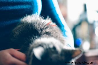 Alivio del dolor para gatos:12 remedios (desde medicamentos hasta holísticos)