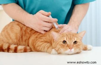 Efectos secundarios de la vacuna antirrábica en gatos