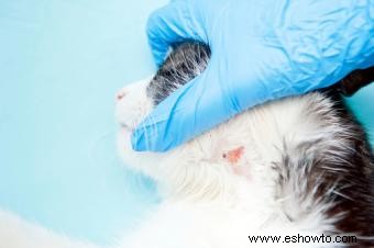 Razones para la piel seca en los gatos y cómo ayudar