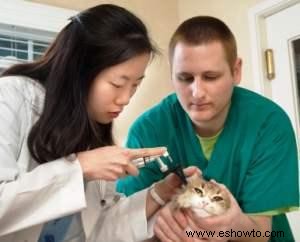 Razones para la cirugía de orejas de gato