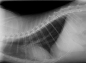 Dificultad para Respirar en Gatos: Causas Comunes, Síntomas y Acción Inmediata