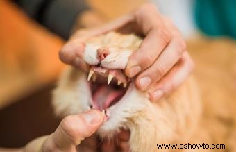 Razones por las que mi gato está perdiendo dientes