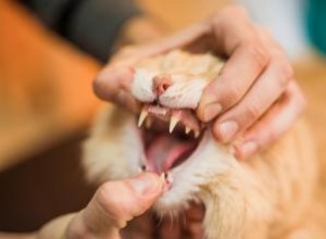 ¿Por qué pierde dientes mi gato? Causas comunes, síntomas y cuidados esenciales