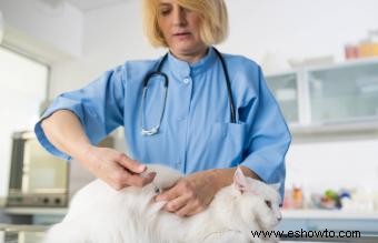 Riesgos y beneficios de las vacunas contra la leucemia felina 
