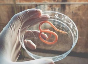 Gusanos en Gatos: Signos, Tipos Comunes, Diagnóstico y Tratamiento Efectivo