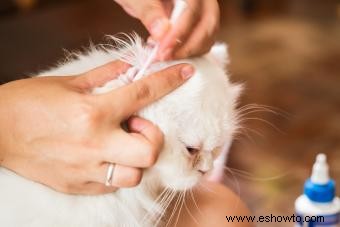 Remedios caseros simples para los ácaros del oído de gato 