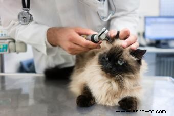 Remedios caseros simples para los ácaros del oído de gato 