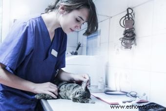 Detecte las señales de advertencia de la leucemia felina 