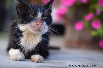 Detecte las señales de advertencia de la leucemia felina 