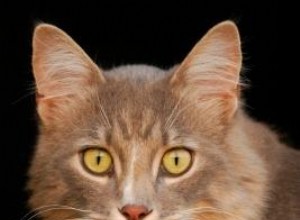 Etapas del Virus de Inmunodeficiencia Felina (FIV): Síntomas, Transmisión y el Rol de la Vacuna