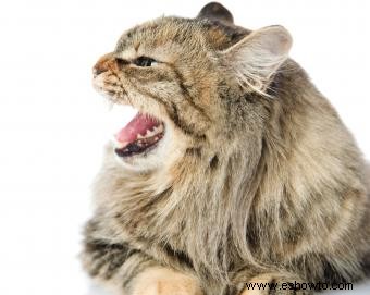 Síntomas de la rabia felina que nunca debes ignorar 