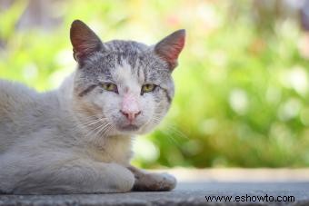 Señales reveladoras de que un gato viejo se está muriendo 