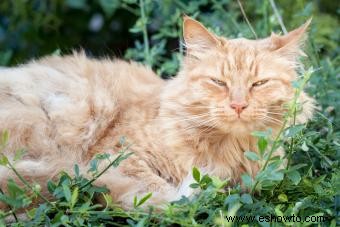 Señales reveladoras de que un gato viejo se está muriendo 