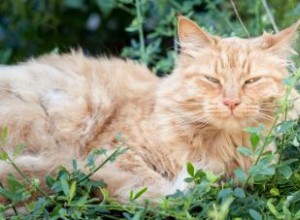 Señales clave de que un gato anciano se acerca al final de su vida: Guía veterinaria