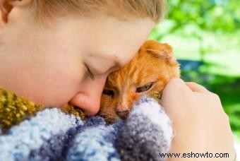 Señales reveladoras de que un gato viejo se está muriendo 